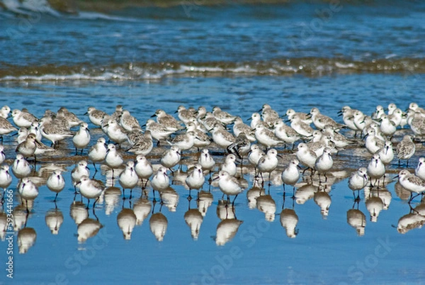 Obraz ミユビシギ‐02