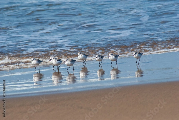 Fototapeta ミユビシギ‐05