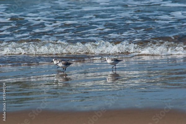 Obraz ミユビシギ‐04