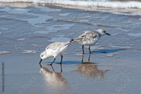 Obraz ミユビシギ‐07