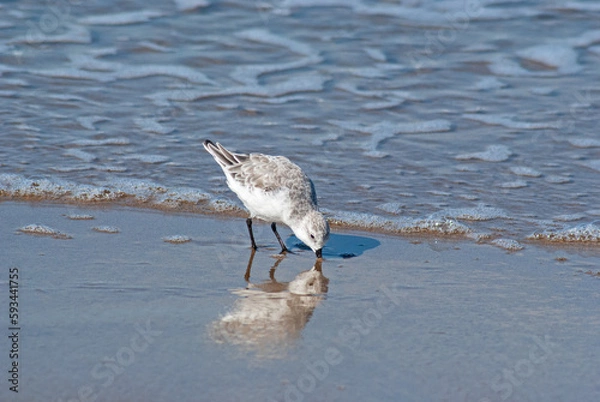 Obraz ミユビシギ‐08