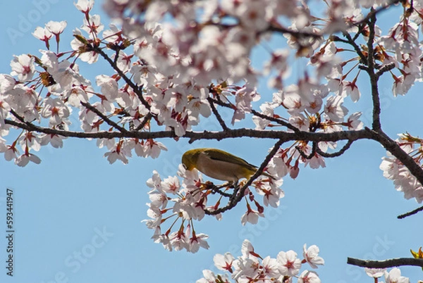 Obraz 桜とメジロ‐02