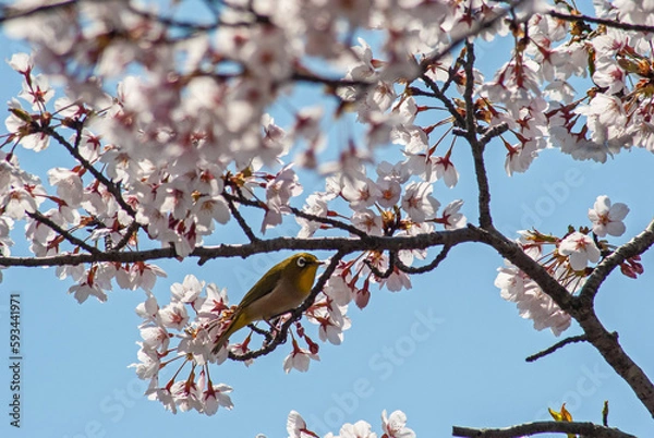 Obraz 桜とメジロ‐01