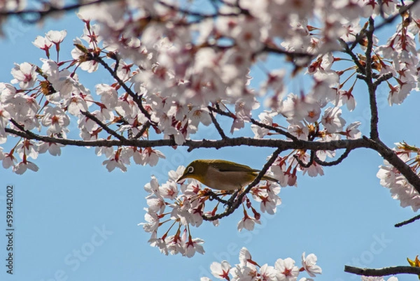 Obraz 桜とメジロ‐03