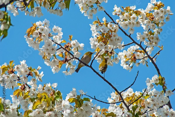 Obraz 桜とメジロ‐04