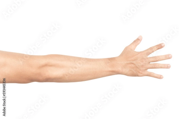 Obraz Man arm with blood veins on white background, health care and medical concept