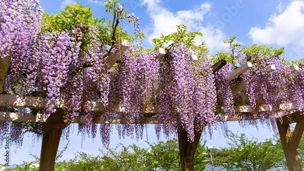 Obraz 蓮華寺池公園の藤の花