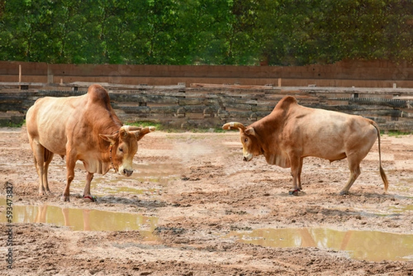 Obraz Bulls' fighter.