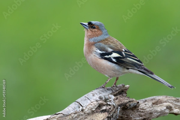 Obraz Buchfink (Fringilla coelebs)