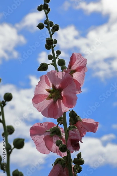 Obraz 青い空と花風景