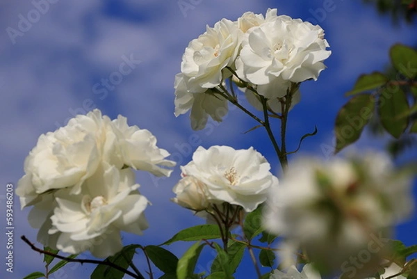 Obraz 青い空と花風景