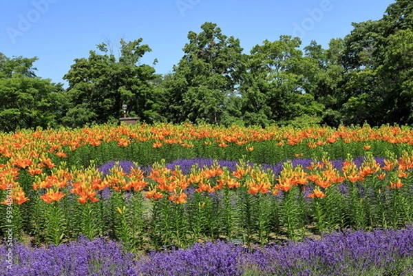 Obraz 青い空と花風景