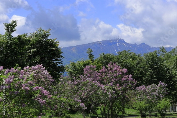 Obraz 青い空と花風景