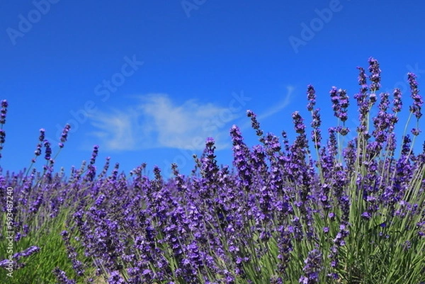 Obraz 青い空と花風景