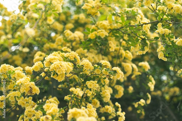 Fototapeta モッコウバラ