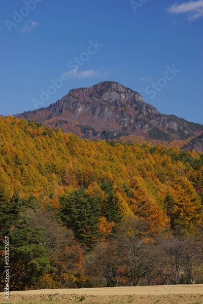 Fototapeta 紅葉したカラマツ林越しに望む快晴の天狗山