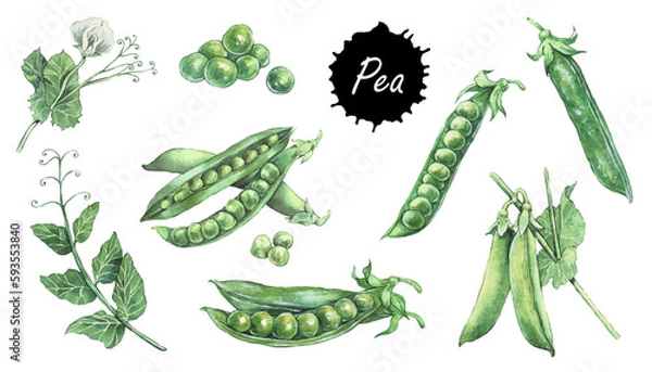 Fototapeta Green peas set. Hand drawing watercolor vector illustration. Peapods. Set of fresh organic product. Can be used for postcard, menus, books, stickers. 