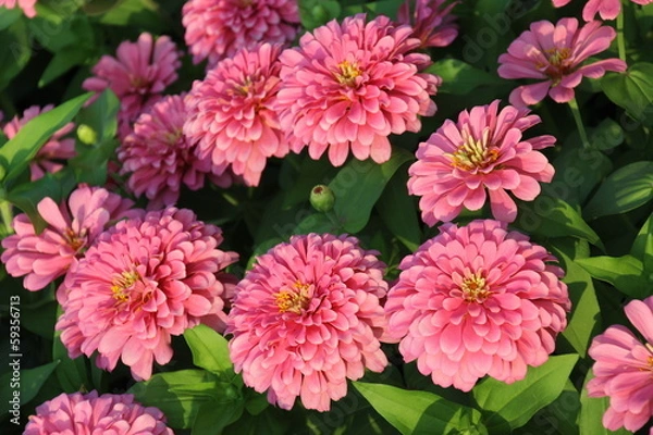 Obraz Zinnia Flower