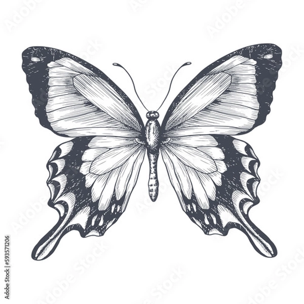 Fototapeta Hand-draw of monarch butterfly on a paper backround. Vector illustration. Place for your text
