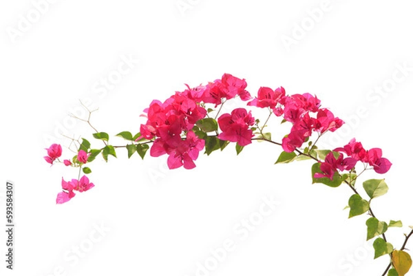 Obraz bougainvilleas isolated on white background.
