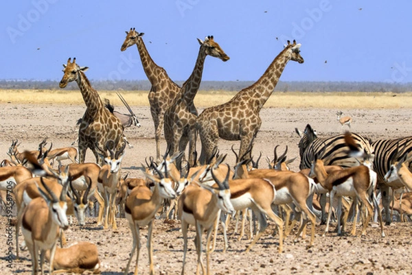 Fototapeta Etoscha Namibia