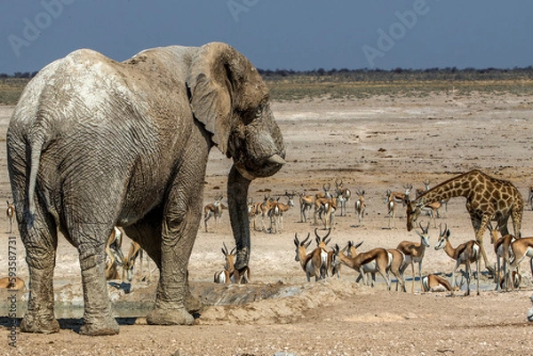 Obraz Etoscha National Park Namibia