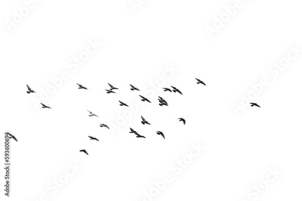 Obraz Flocks of flying pigeons isolated on white background. Save with clipping path. 
