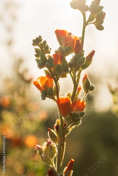Fototapeta Orange globemallow
