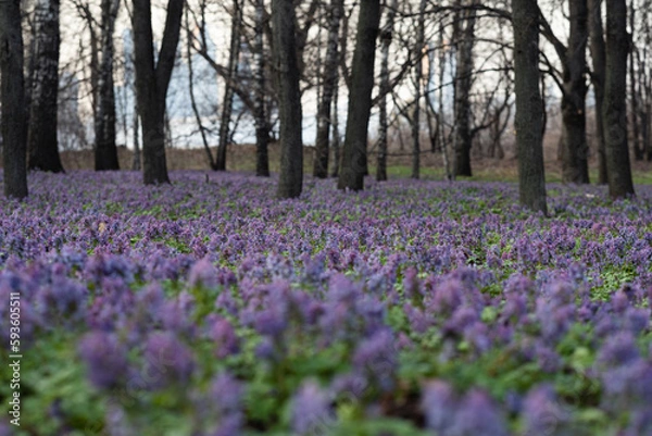 Fototapeta Purple flowers in the spring forest. Early spring in the forest.