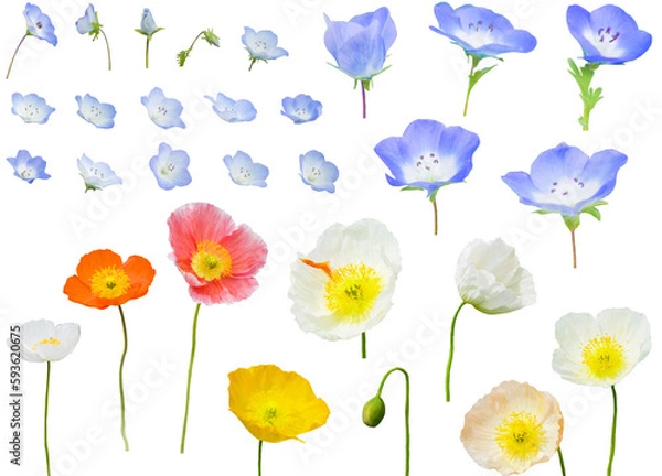 Fototapeta 切り抜き透過素材セットーネモフィラとポピー