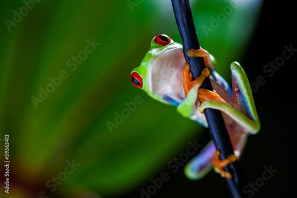 Fototapeta Natural concept with beautiful frog in the jungle