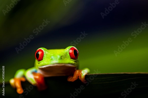 Fototapeta Frog on a leaf in the jungle