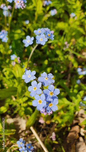 Obraz Close up of a forget-me-not flower in the grass in spring. Vertical photo