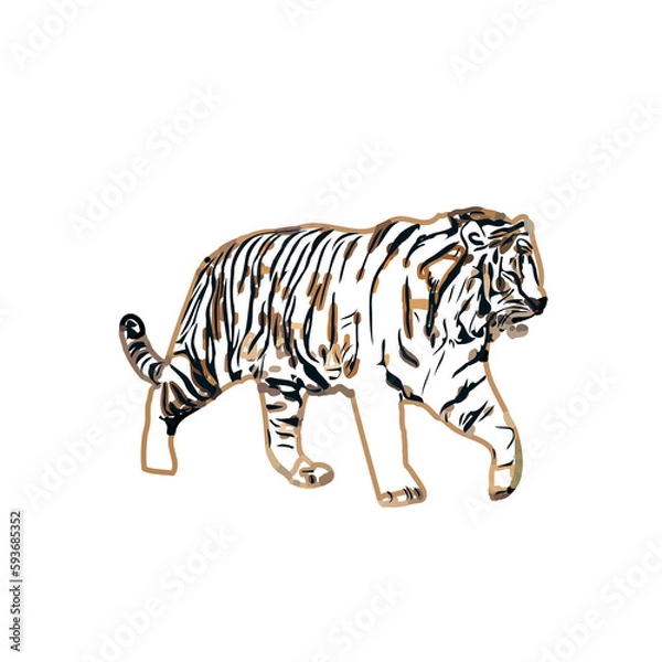 Fototapeta tiger color sketch with transparent background