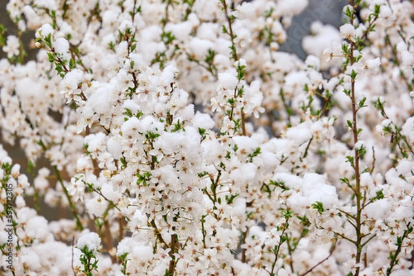 Fototapeta White cherry plum flowers are covered with snow. Cold snap in spring, snow in April