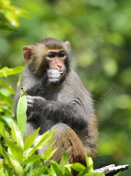 Obraz A Cute Monkey Eating Leaves