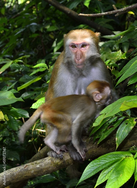 Obraz The monkey mother and son