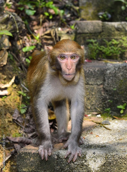 Obraz The Monkey is Staring at You