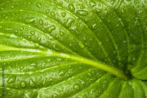 Obraz Fresh and green