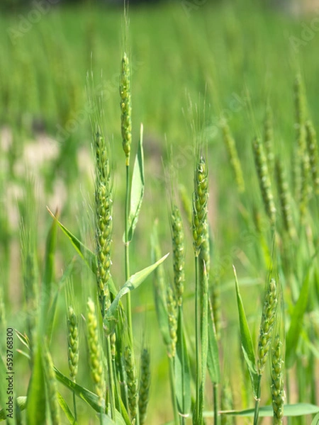 Fototapeta コムギ畑