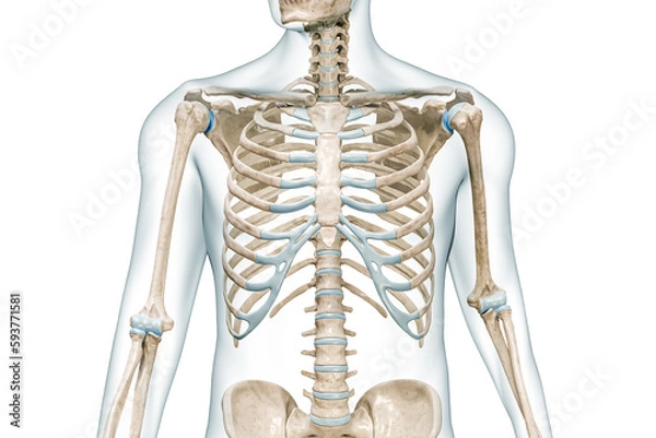 Fototapeta Rib cage bones with body front view close-up 3D rendering illustration isolated on white with copy space. Human skeleton anatomy, medical diagram, osteology, skeletal system, science, biology concept.