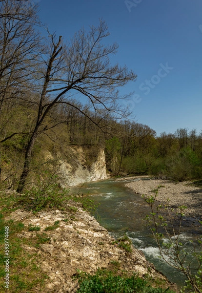 Fototapeta river in the woods