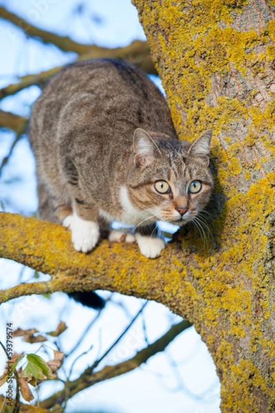 Obraz Gatto sull'albero