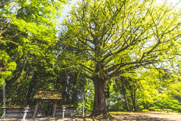 Fototapeta 御神木と門