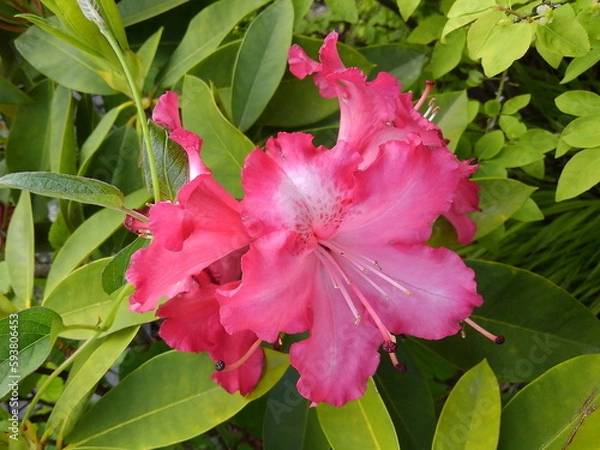 Obraz 大輪の花を咲かせる美しいシャクナゲは、高嶺の花です