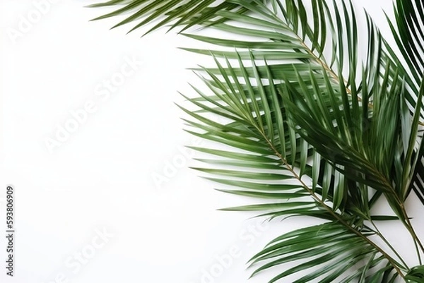 Obraz palm tree leaves, tropical background