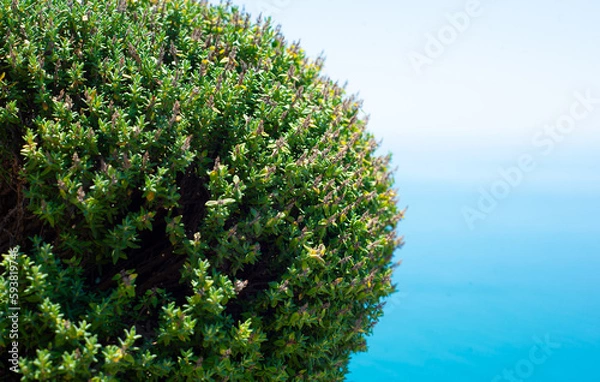 Fototapeta Natural eco backgrounds. Green thyme leaves and blue sea and sky. Bush ball and copy space for text.
