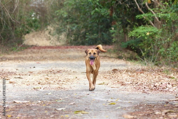 Obraz A reddish-brown dog running on the ground with fallen leaves.