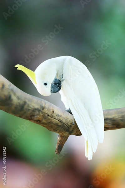 Fototapeta Macaw Parrot bird isolated on white background