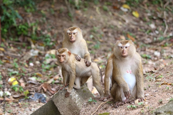 Fototapeta baboon sitting on a branch